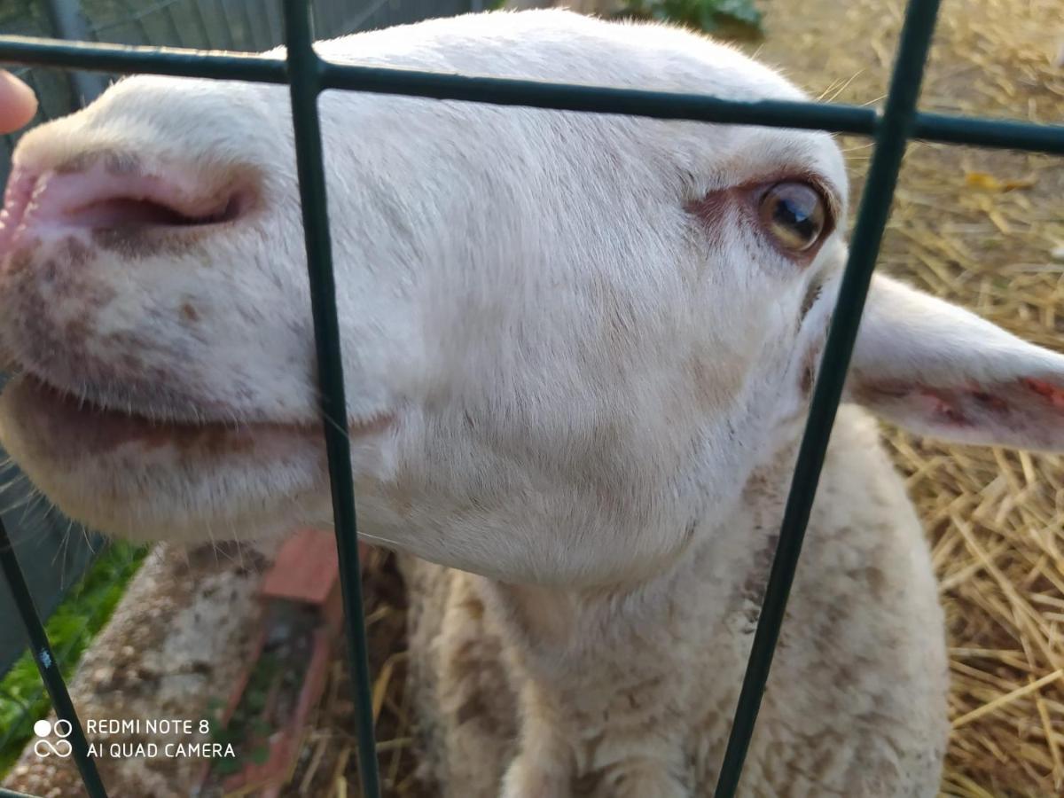 Casa Con Vistas, Piscina Y Animales De Granja, La Caseta 타라고나 외부 사진