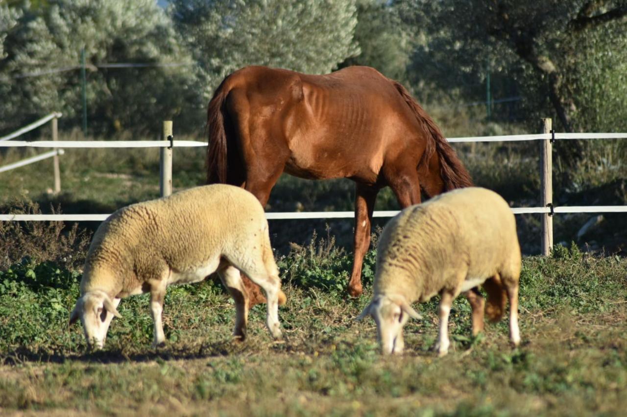 Casa Con Vistas, Piscina Y Animales De Granja, La Caseta 타라고나 외부 사진