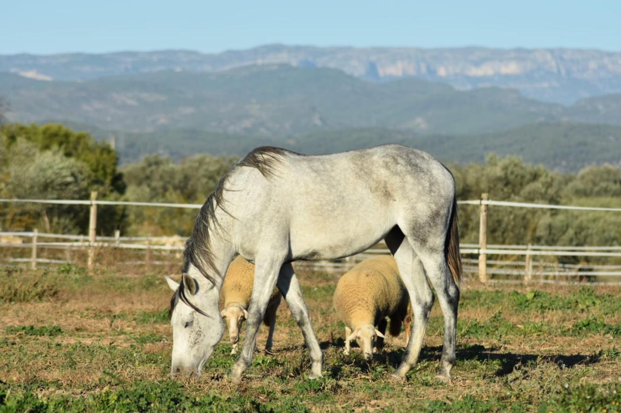 Casa Con Vistas, Piscina Y Animales De Granja, La Caseta 타라고나 외부 사진